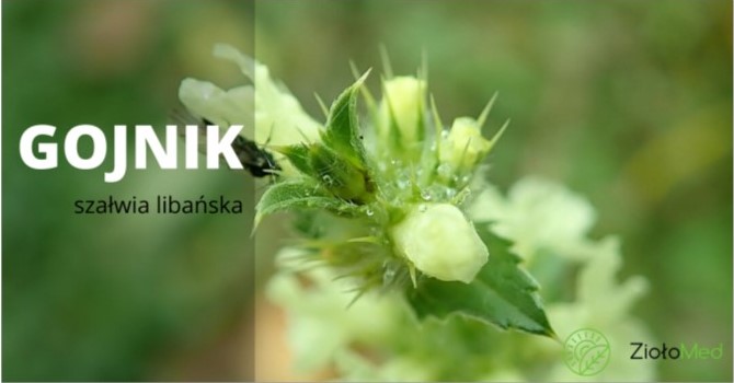 gojnik szałwia libańska