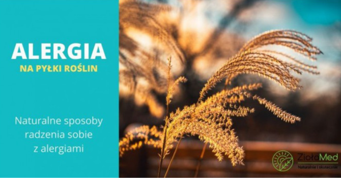 alergia na pyłki