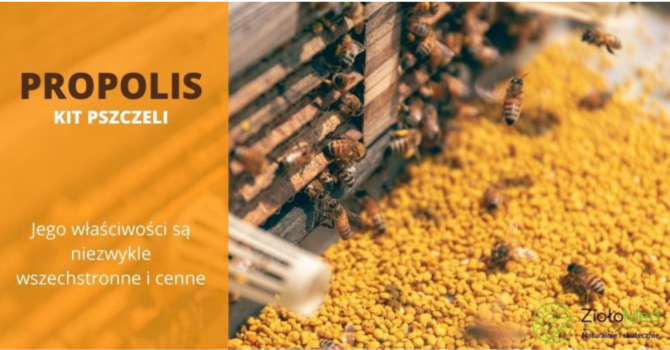 propolis naturalny lek